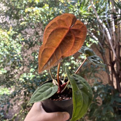 Anthurium red crystallinum (skg) x Red Dark Phoenix