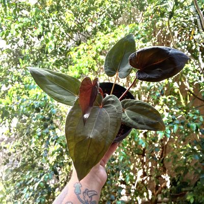 Anthurium Red Dark Phoenix x red crystallinum (skg)
