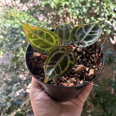 Anthurium red crystallinum x red crystallinum (Skg)