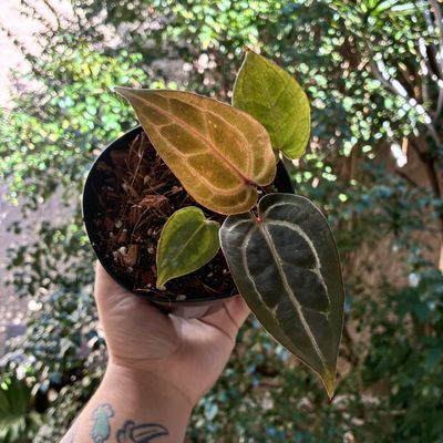 Anthurium red crystallinum x red crystallinum (Skg)