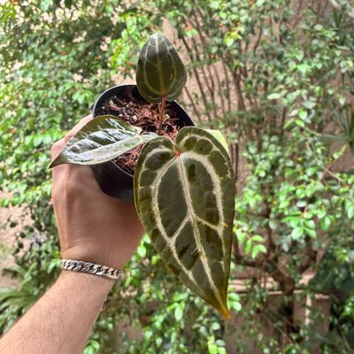 Anthurium red crystallinum x red crystallinum (Skg)