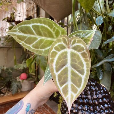 Anthurium red crystallinum x red gunsal