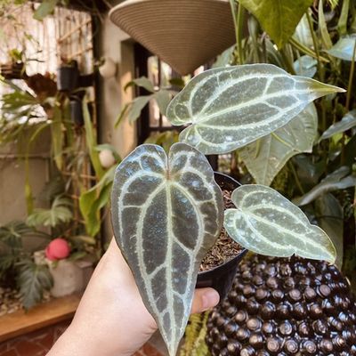 Anthurium (red spider x KOS) x (red spider x king of clarinervium)