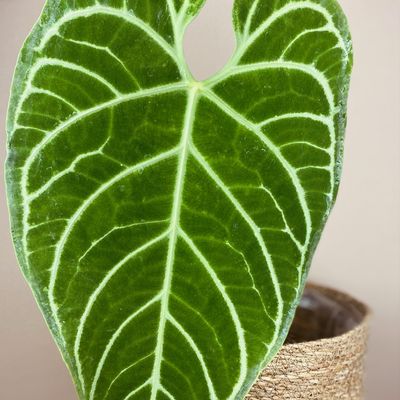 Anthurium regale (médio)