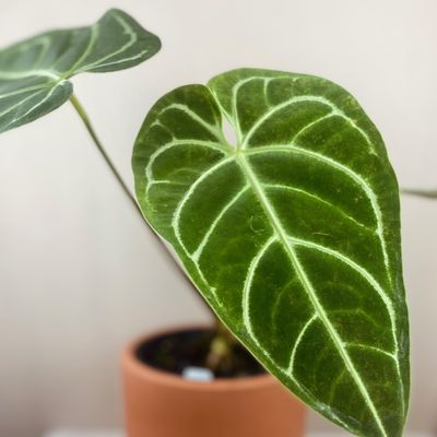 Anthurium regale (pequeno)