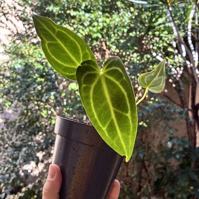 Anthurium regale x magnificum (pequeno)