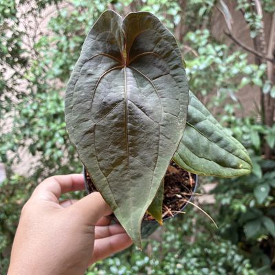 Anthurium (regale x x-ray) x RVDP