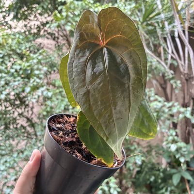 Anthurium (regale x x-ray) x RVDP