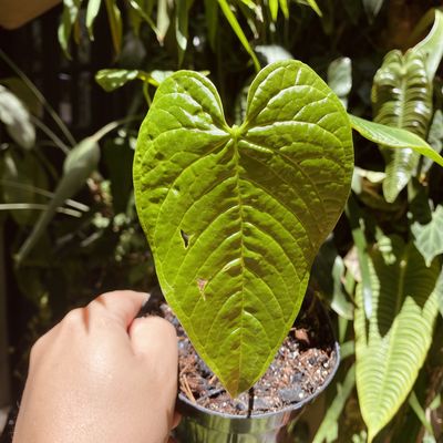 Anthurium rugulosum 'Chita'
