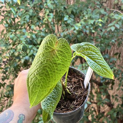 Anthurium rugulosum "Lluruqui"