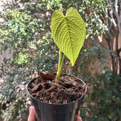Anthurium rugulosum crinitum