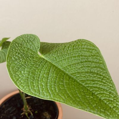 Anthurium rugulosum crinitum