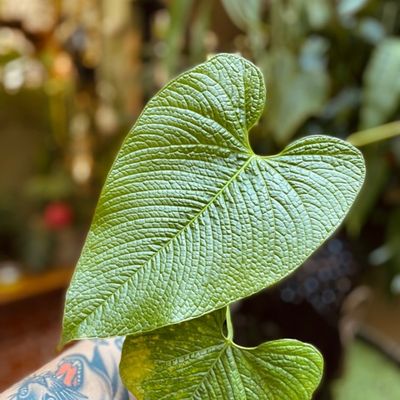 Anthurium rugulosum (grande)