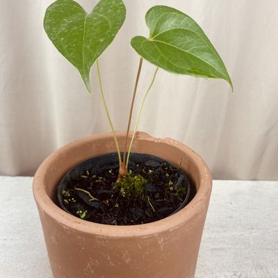 Anthurium salgarense