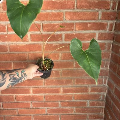 Anthurium salgarense