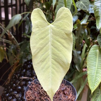 Anthurium sanguineum (verdadeiro) (pequeno)