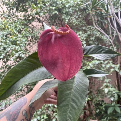 Anthurium scherzerianum (A)