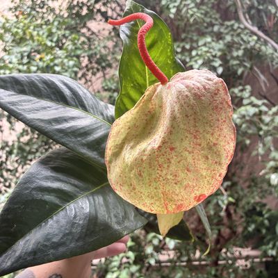 Anthurium scherzerianum (B)