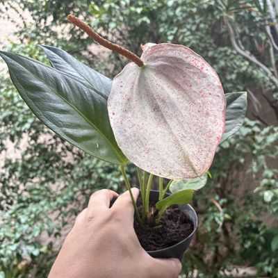 Anthurium scherzerianum (C)