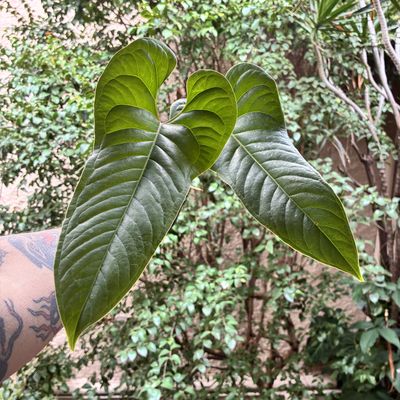 Anthurium sp. ‘El Condor’ (médio)