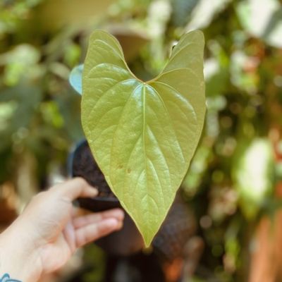 Anthurium sp. peru ‘Silver’