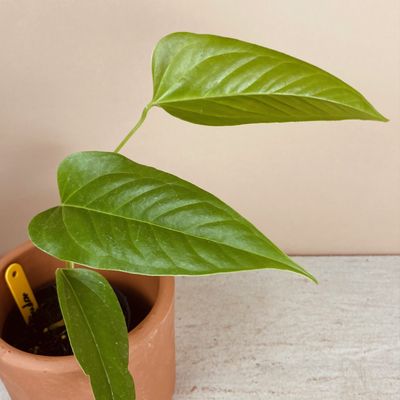 Anthurium sp. “el condor” (pequeno)