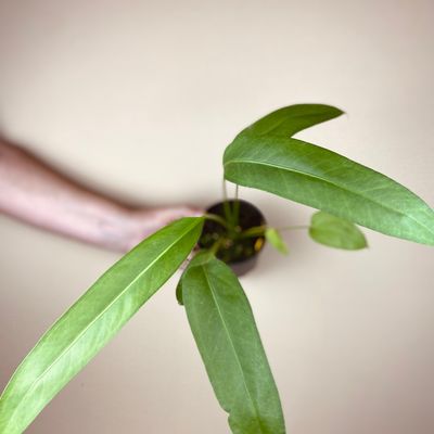 Anthurium sp ‘morcegão’