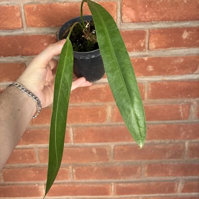Anthurium sp ‘morcegão’