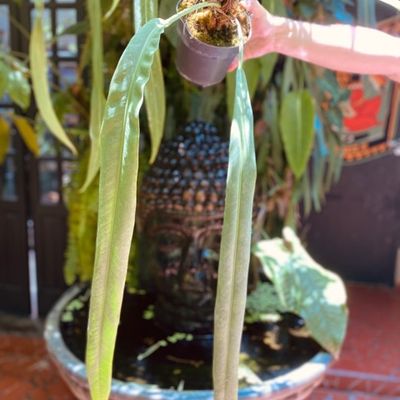 Anthurium sp ‘morcegão’ (grande)