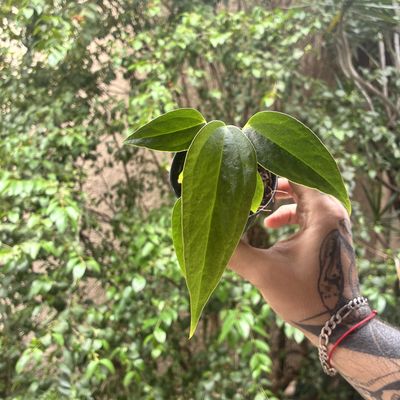 Anthurium subsignatum x Black Sweet