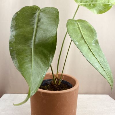 Anthurium timplowmanii