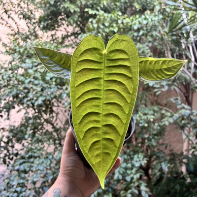Anthurium veitchii (Médio)
