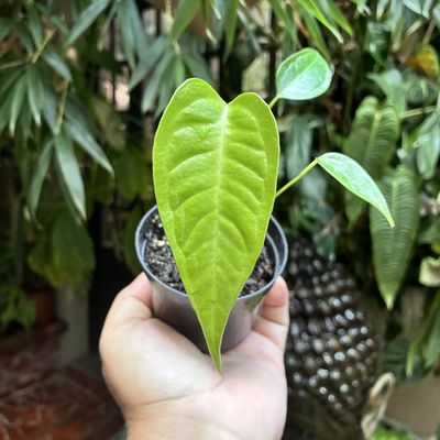 Anthurium veitchii (Pequeno)