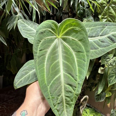 Anthurium villenaorum (grande)
