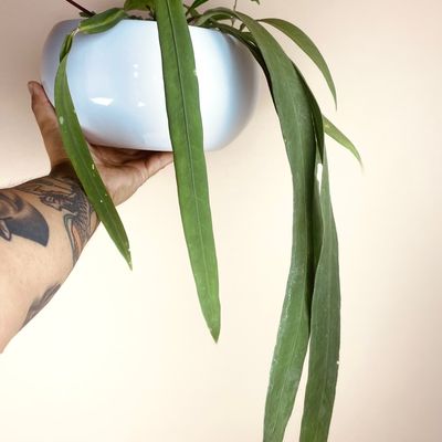 Anthurium vittarifolium