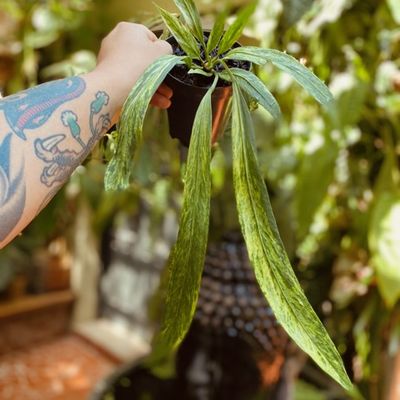Anthurium vittarifolium variegata