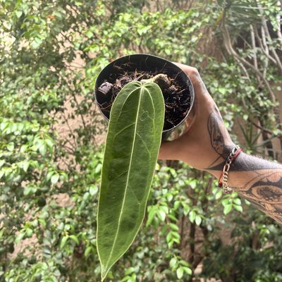 Anthurium warocqueanum (Médio)