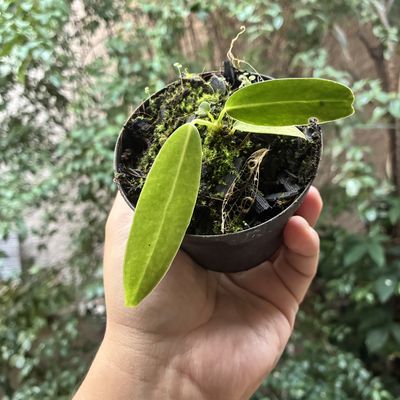 Anthurium warocqueanum (Pequeno)