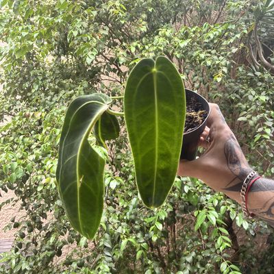 Anthurium warocqueanum