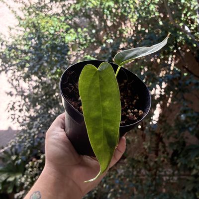 Anthurium warocqueanum x luxurians