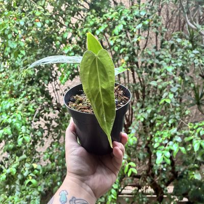 Anthurium warocqueanum x luxurians