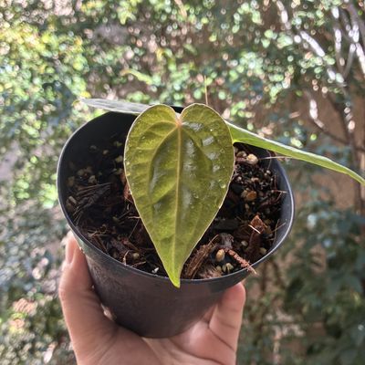 Anthurium warocqueanum x luxurians