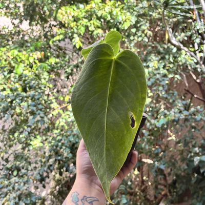Anthurium waterburyanum