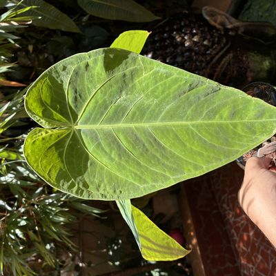 Anthurium waterburyanum (grande)