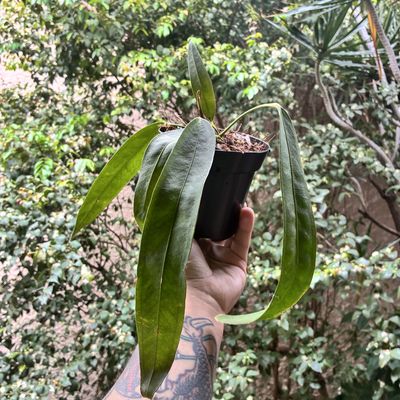 Anthurium wendlingeri (Médio)