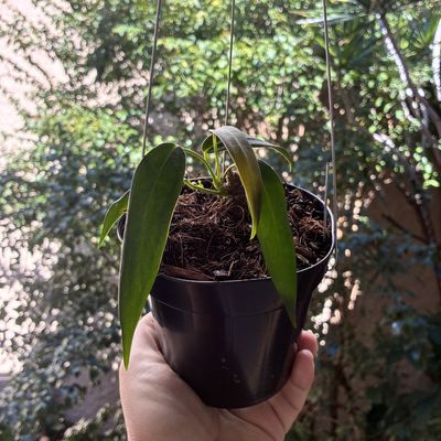 Anthurium wendlingeri (Pequeno)