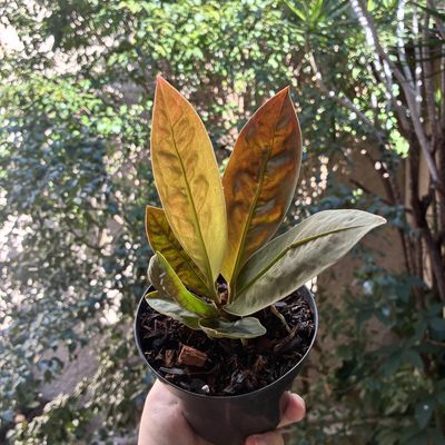 Anthurium wilfordii