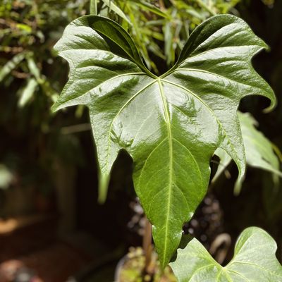 Anthurium x macrolobium (grande)