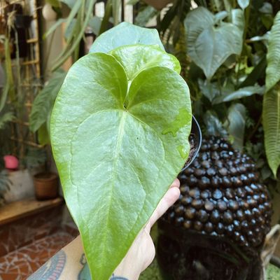 Anthurium x macrolobium (pequeno)