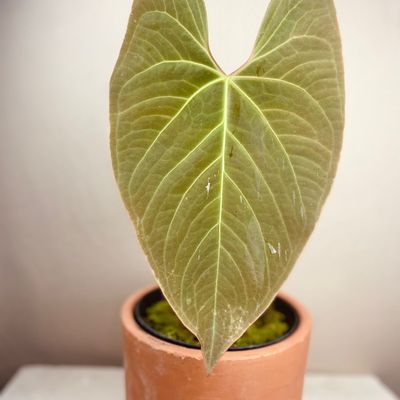 Anthurium x sanguineum